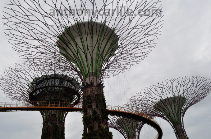 Anthony Carlile_531.png